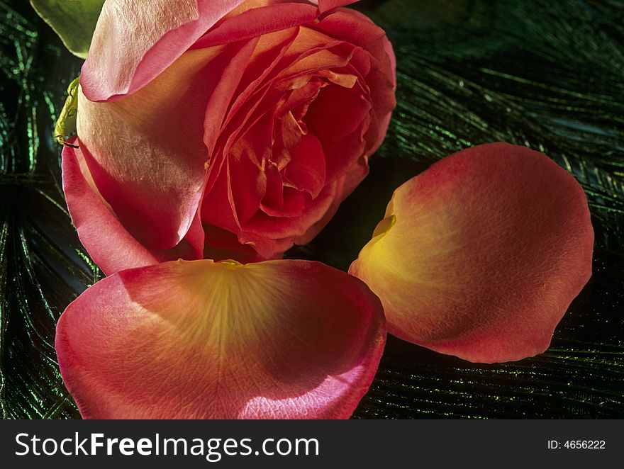 Rose and petals on top of reacock feathers