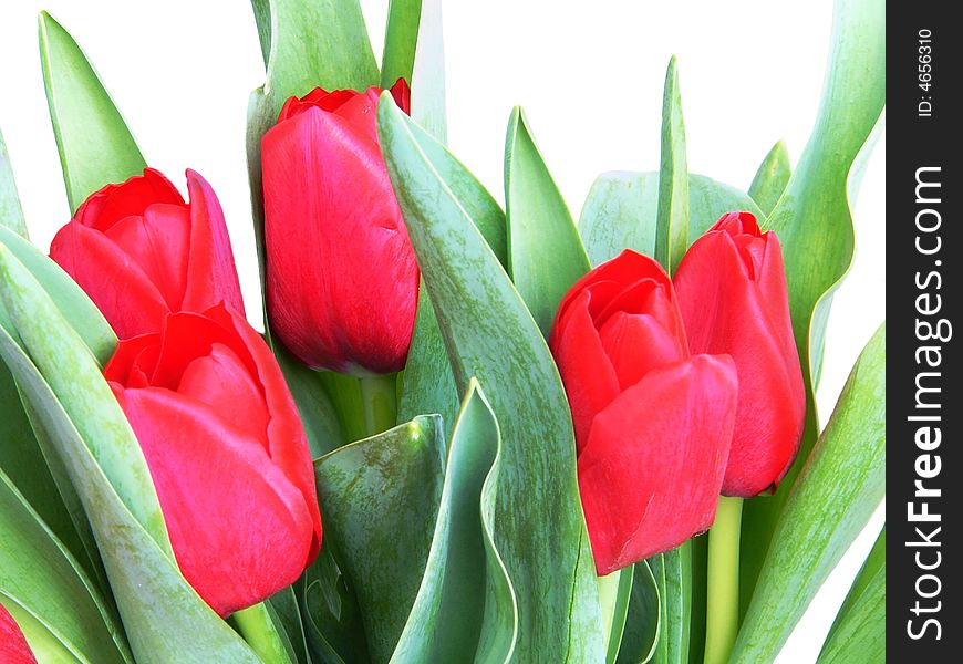 Red spring tulips on white background