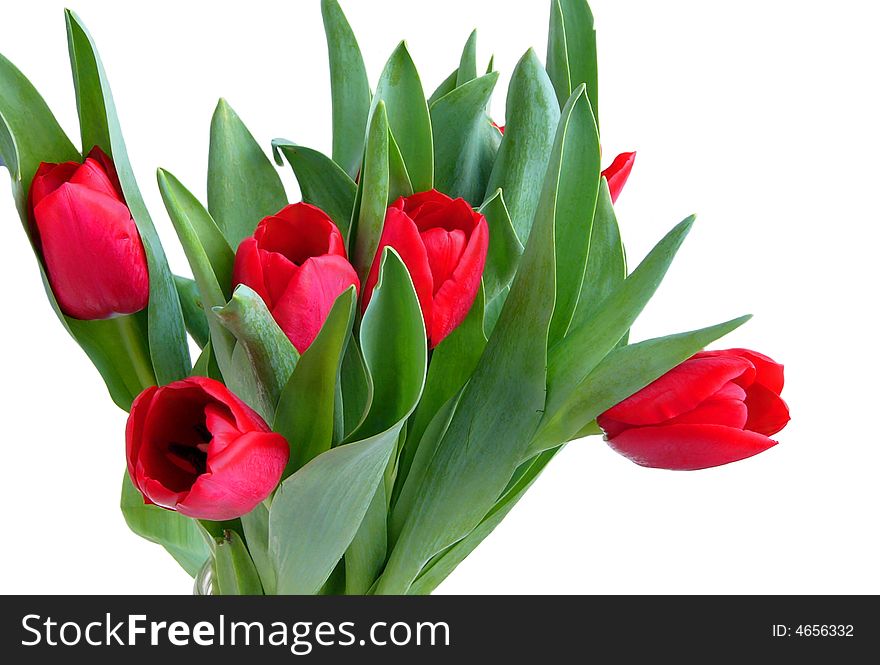 Red spring tulips on white background