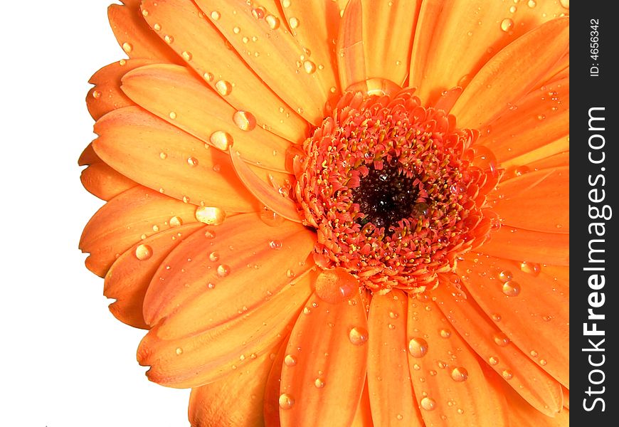 Detail Of Orange Gerber With Water Drops