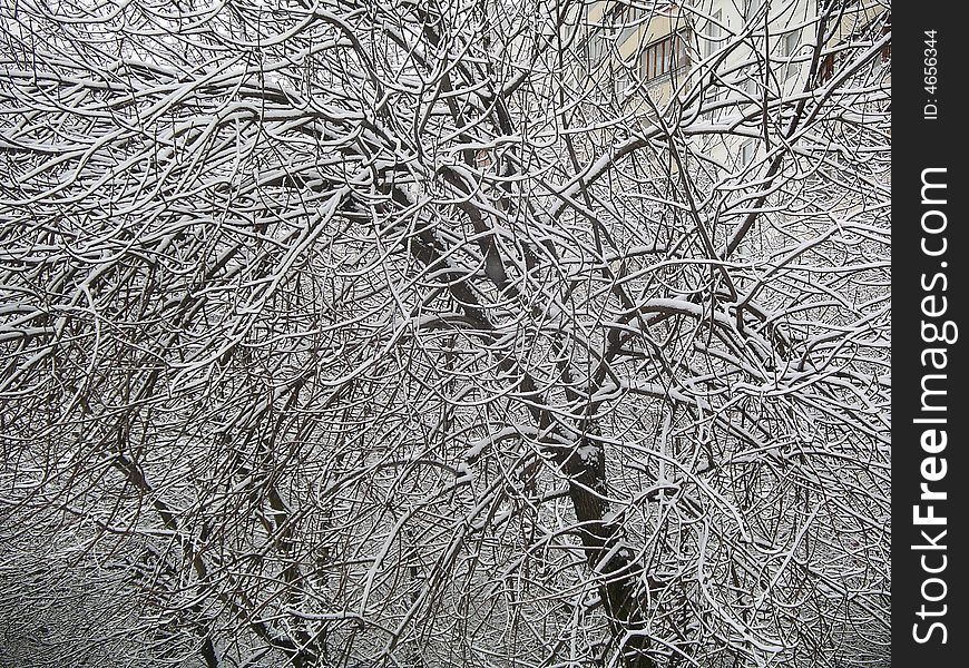 Winter tree brances full of snow