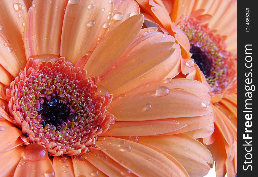 Detail of orange gerber with water drops. Detail of orange gerber with water drops