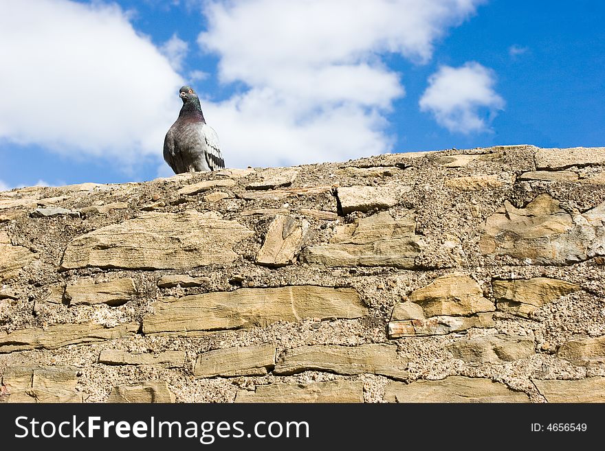 Pigeon sitting on the stone wall against blue sky with clouds looking at camera. Pigeon sitting on the stone wall against blue sky with clouds looking at camera