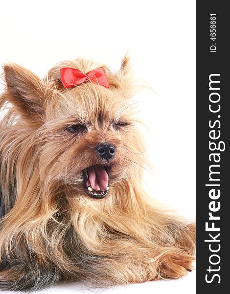 Yawning yorkshire terrier with a red bow.Portrait of a Yorkshire terrier
. Yawning yorkshire terrier with a red bow.Portrait of a Yorkshire terrier