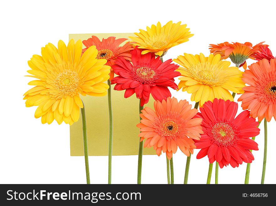 Daisies - red, yellow, orange on white isolation. Daisies - red, yellow, orange on white isolation