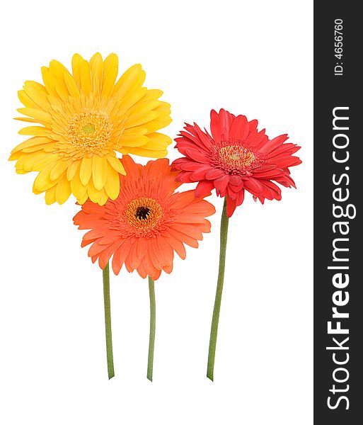 Three daisies isolated on white