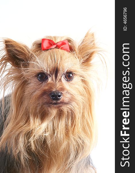 Yorkshire terrier with a red bow.Portrait of a Yorkshire terrier