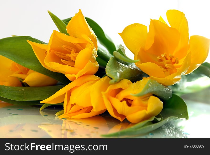 Easter, yellow tulips, water drops