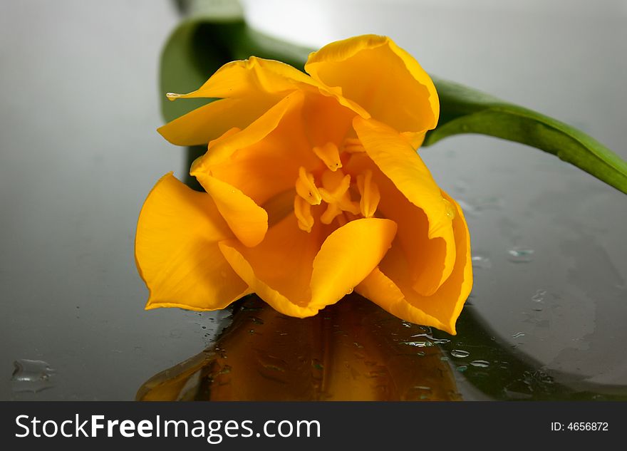 Easter, yellow tulips, water drops