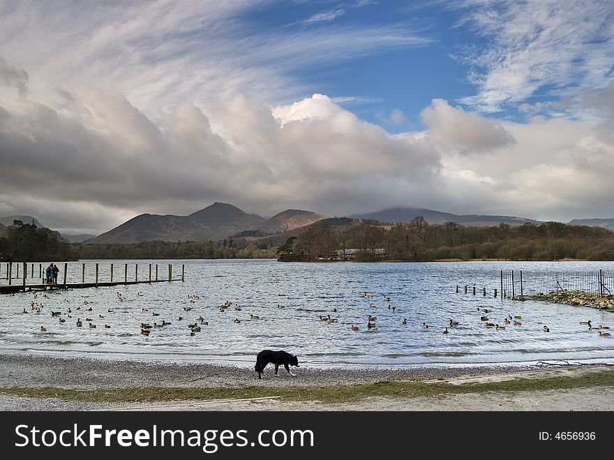 Collie By Derwentwater