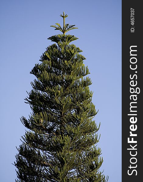 A pine tree that can be used as a Christmas tree. A pine tree that can be used as a Christmas tree.