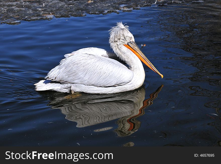 Big pelican like a ship. Big pelican like a ship