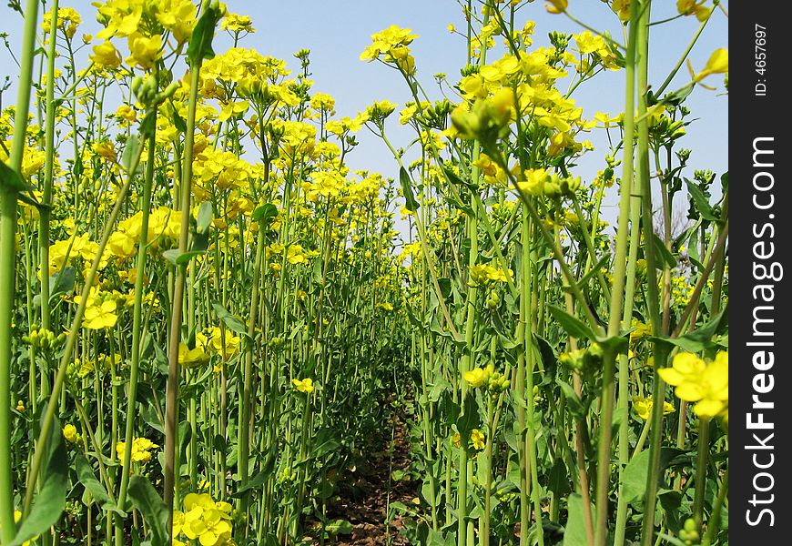 flowers in the cropland. flowers in the cropland