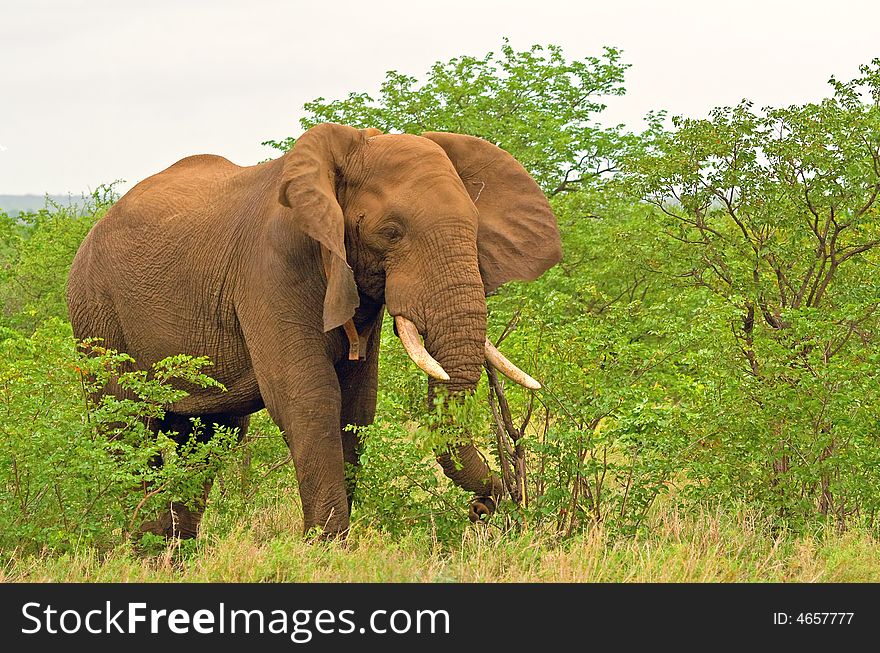 An african elephant grazing and flapping ears.