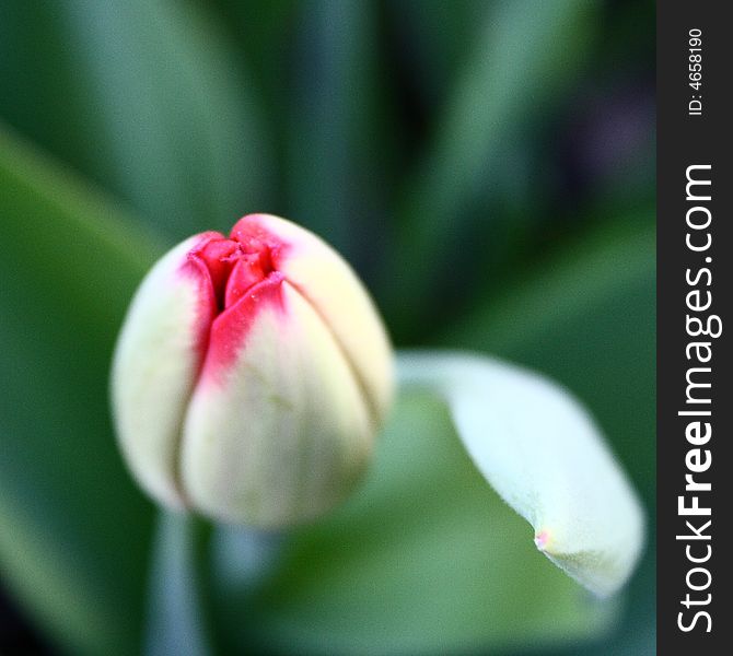 Bocciolo di tulipano Bud of tulip