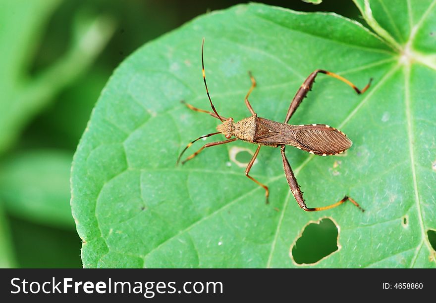 Look out upon shoot of the insect on leaf