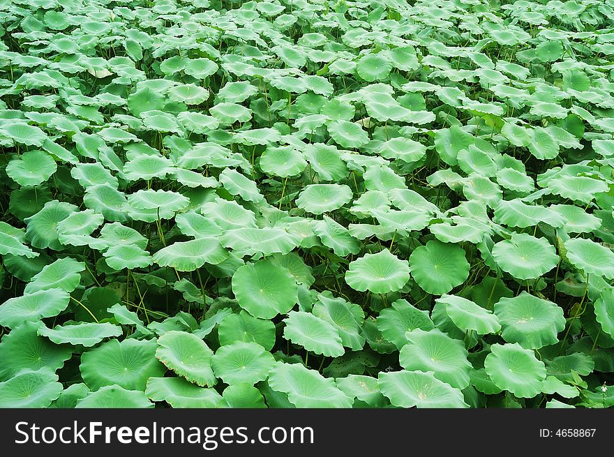 Green lotus leaves of look endless, use to do background