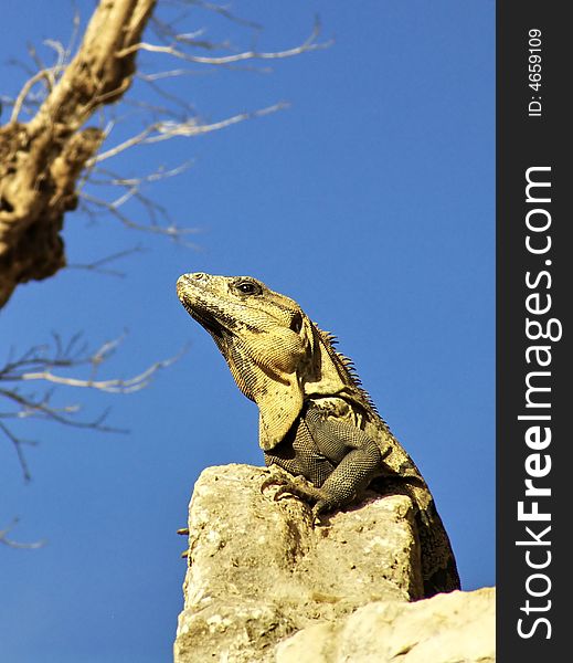 Iguana on rock against blue sky