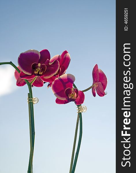 Pink orchids on sky light blue sky background