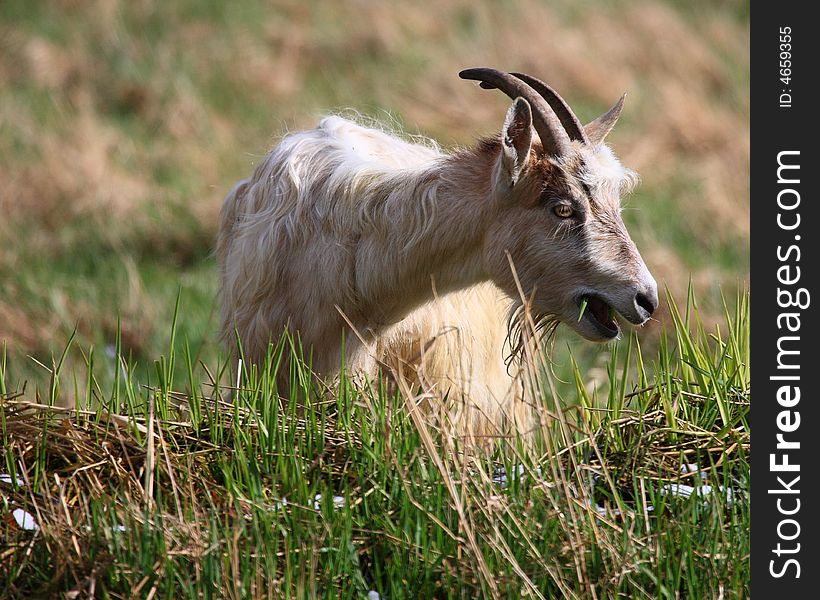 Goats feeding on the grass, Poland. Goats feeding on the grass, Poland