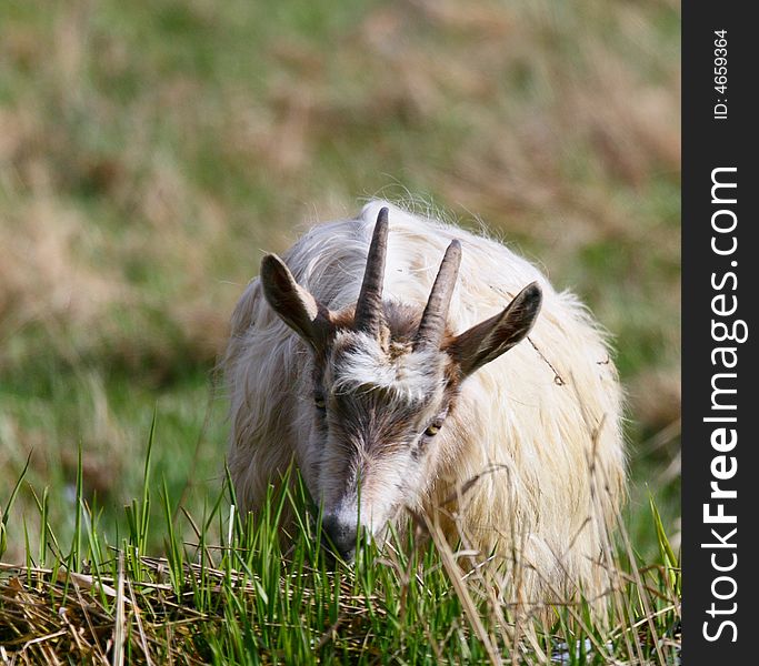 Goats Feeding On Grass