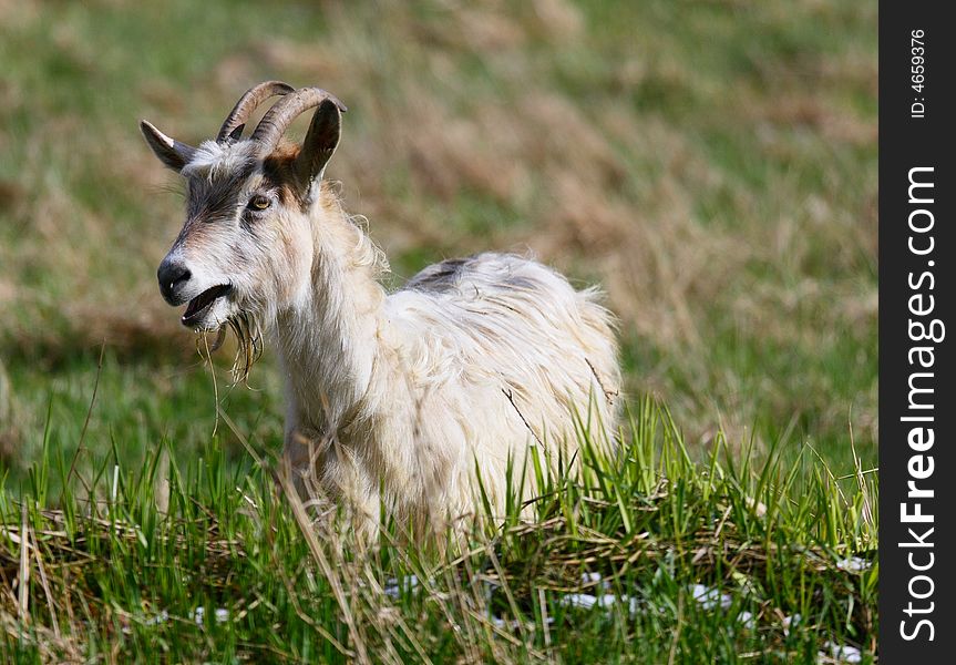 Goats Feeding On Grass