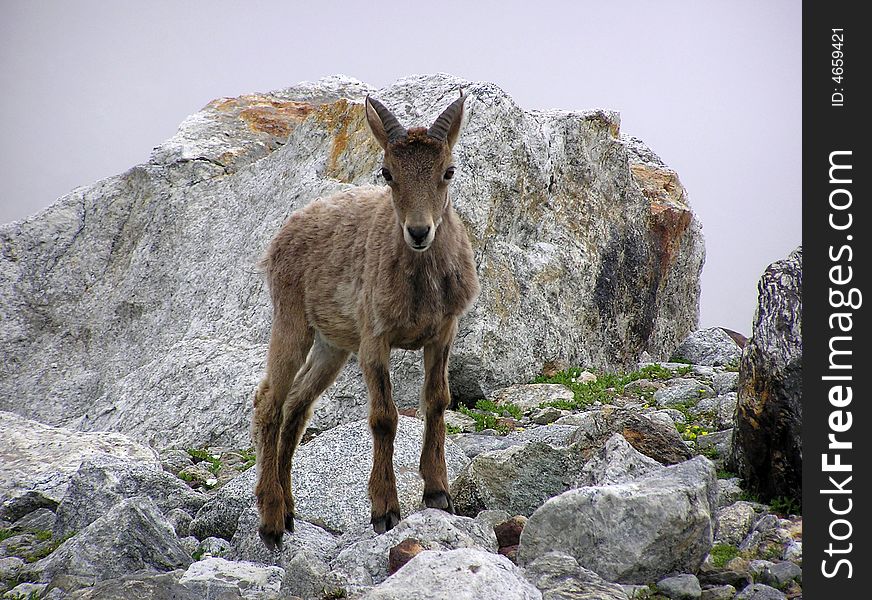 Young mountain goat in Bezengi (Caucasus)