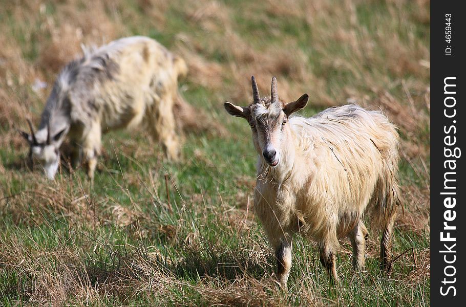 Goats Feeding On Grass