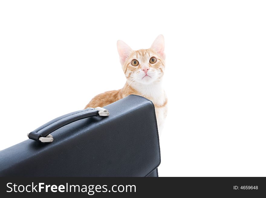Red cat with the handbag isolated on a white