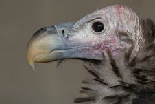 Lappet-faced Vulture Royalty Free Stock Photos
