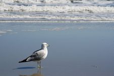 Seagull Looking At Waves Stock Photo Seagull Looking At Waves Stock Photo