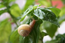 Snail Under The Leaves Stock Photos