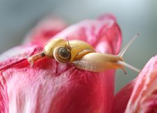 Snail On The Pink Flower Royalty Free Stock Photo