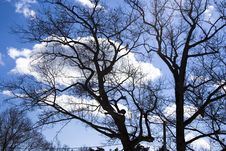 Naked Winter Trees With Clouds Royalty Free Stock Photo Naked Winter Trees With Clouds Royalty Free Stock Photo