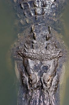 A Aligator In The Florida Swamp Land Stock Photos