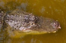 A Aligator In The Florida Swamp Land Royalty Free Stock Images