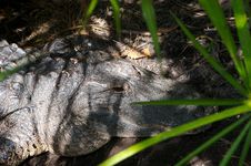 A Female Aligator In The Florida Swamp Land Stock Image