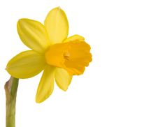 Daffodil Flower Isolated On White Stock Image Daffodil Flower Isolated On White Stock Image