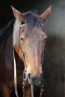 Horse In Paddock Royalty Free Stock Images Horse In Paddock Royalty Free Stock Images