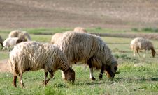 Sheep Royalty Free Stock Photography