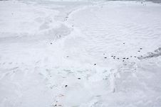 Ice-floe With Harp Seals Royalty Free Stock Photo Ice-floe With Harp Seals Royalty Free Stock Photo