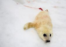 Baby Harp Seal Pup Stock Image Baby Harp Seal Pup Stock Image