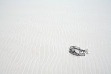 Dead Fish In The Desert Stock Images