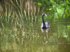 Black Swan Stock Photos Black Swan Stock Photos