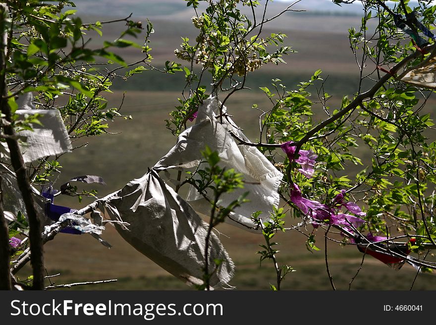 Buddhist and animist prayer in trees in siberia. Buddhist and animist prayer in trees in siberia