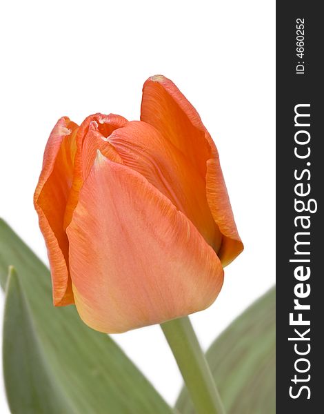 Close up of orange tulip