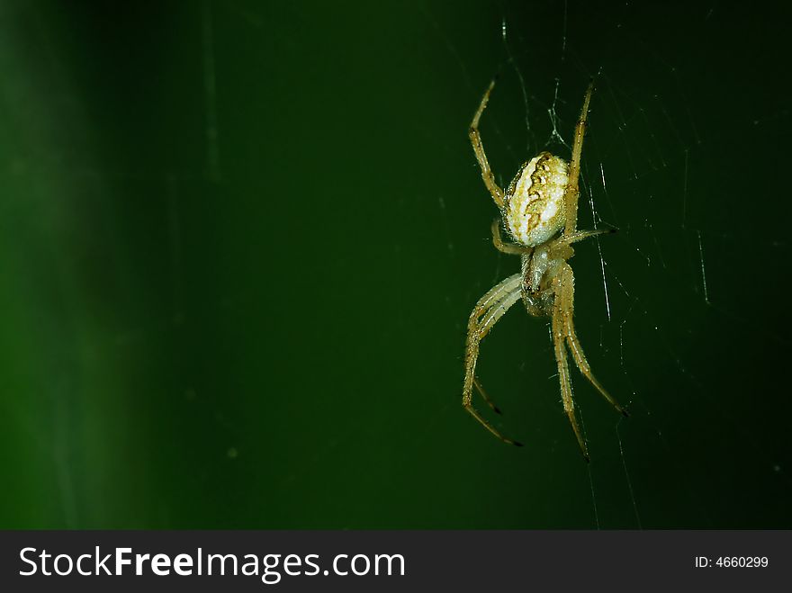 Spider waiting still on web