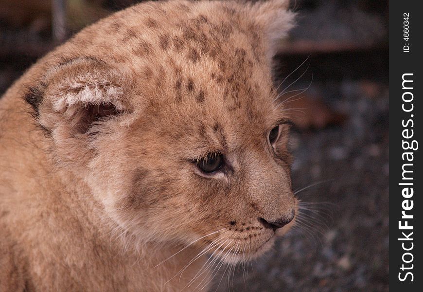 Picture of a lion cub