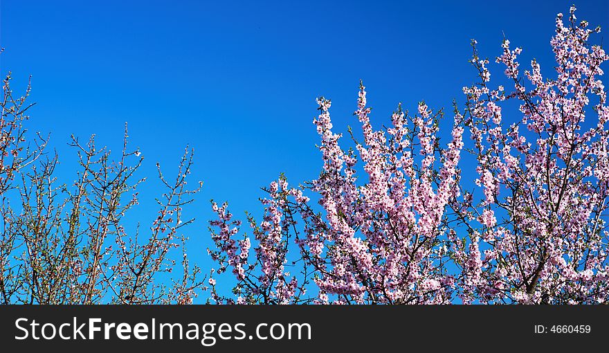 Pink blossom under springtime blue sky. Pink blossom under springtime blue sky