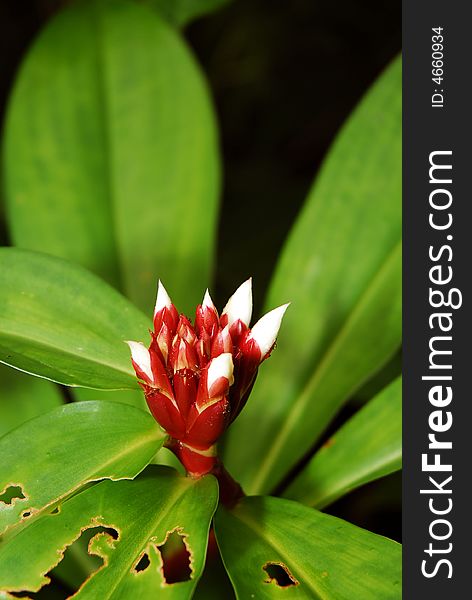 Close up of a wild flower from in a rain forrest